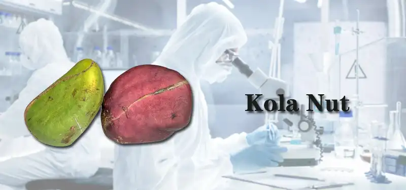 Kola Nut.jpg